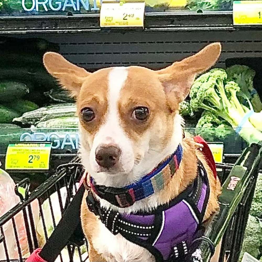 Meet your Posher, Olive